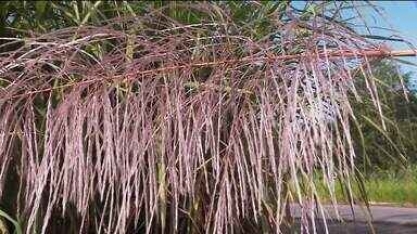 Chuvas causam prejuízos na produção de cana-de-açúcar em Alagoas 