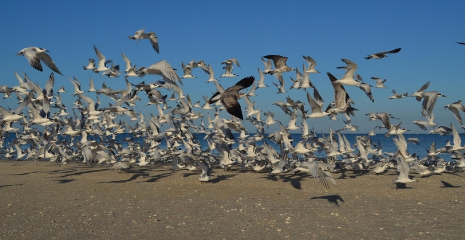 Crédito: divulgação internet