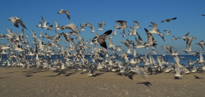 Surto de gripe aviária causaria R＄ 21,7 bilhões em prejuízos à economia brasileira, aponta FGV Agro