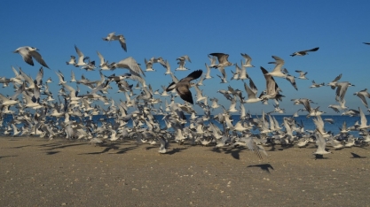Surto de gripe aviária causaria R＄ 21,7 bilhões em prejuízos à economia brasileira, aponta FGV Agro