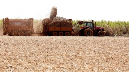 Com clima favorável, Tereos eleva estimativas de produção de cana no Brasil