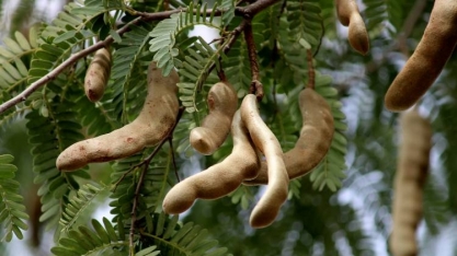 Estudantes do Cetep do Sisal desenvolvem biocombustível a partir do tamarindo