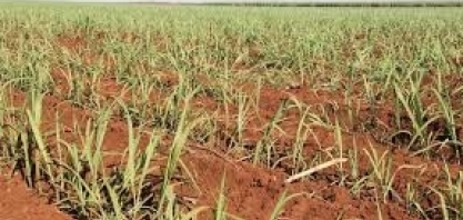 Dia de Campo Plantas de Cobertura e Agricultura Conservacionista