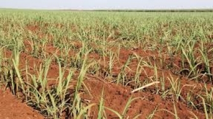 Dia de Campo Plantas de Cobertura e Agricultura Conservacionista