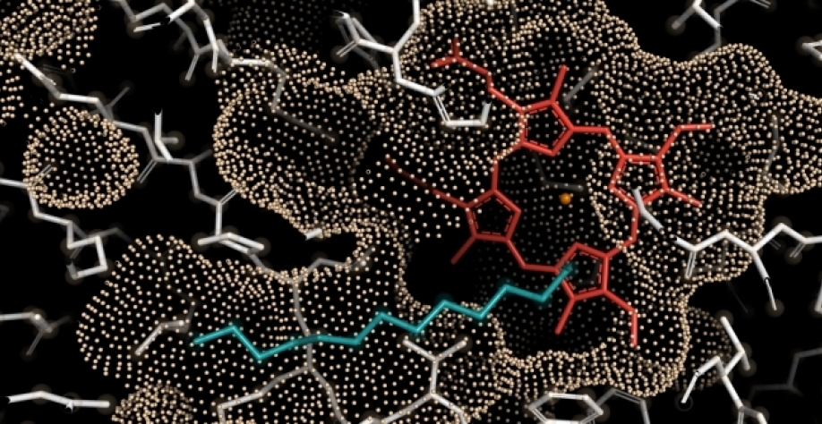 Biocatalisador identificado por pesquisadores brasileiros tem potencial de resolver gargalo tecnológico e produtivo para a fabricação de biocombustíveis renováveis e outros bioprodutos, como bioplásticos e biopolímeros (imagem: arquivo do pesquisador)