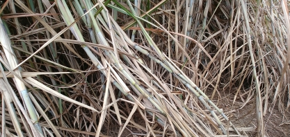 Em junho, rendimento agrícola dos canaviais registra crescimento de 17% ante o mesmo mês do ano anterior