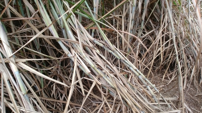 Em junho, rendimento agrícola dos canaviais registra crescimento de 17% ante o mesmo mês do ano anterior