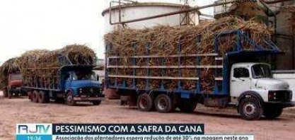Safra de cana deve apresentar queda neste ano 