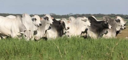 Pecuarista brasileiro precisa investir, também, na qualidade da pastagem