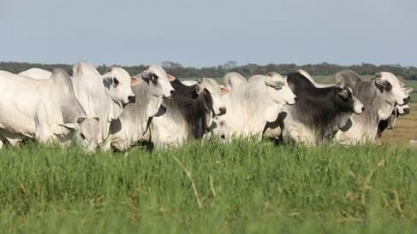Pecuarista brasileiro precisa investir, também, na qualidade da pastagem