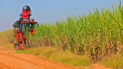 Safra 23/24 de açúcar no norte/nordeste deve alcançar o maior volume desde o ciclo 12/13, estima Datagro