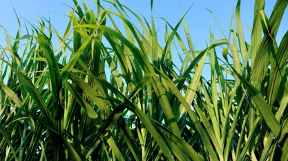 Produção de cana-de-açúcar sofre com estresses hídrico e diminuição da biomassa na cultura