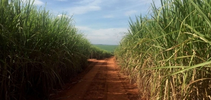 StoneX projeta para 2023/24 segunda maior produção de açúcar no centro-sul do Brasil