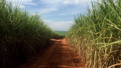 StoneX projeta para 2023/24 segunda maior produção de açúcar no centro-sul do Brasil
