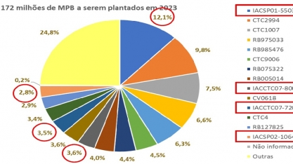 IACSP01-5503 é a variedade mais plantada no sistema de MPB em 2023
