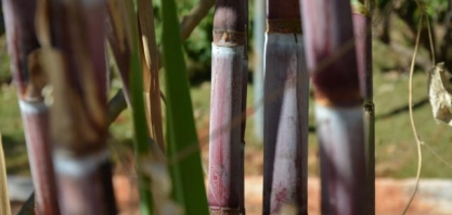 SAFRAS eleva estimativa de moagem de cana do Centro-Sul em 2023/24 para 585 mi t