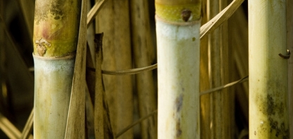 Corteva Agriscience destaca o manejo para controle da broca da cana-de-açúcar no 19º Insectshow & Bioinsumos