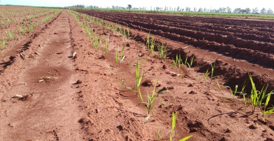  Muda de cana pré-brotada precisa ser plantada em um solo bem cuidado
