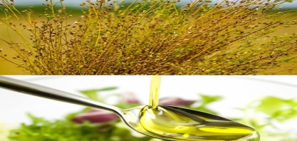 Biocombustível/Argentina: Bunge e Chevron adquirem empresa de sementes Chacraservicios