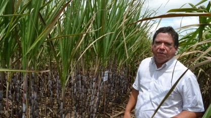 PMGCA destaca potencial de novas variedades de cana