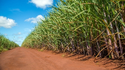 Clima seco no centro-sul do Brasil vem beneficiando ritmo de moagem