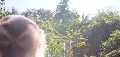 Biorrefinaria uisa instala pontes suspensas para proteção de animais silvestres