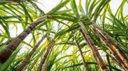 Começa nesta segunda (10) mais uma pesquisa de campo sobre cana-de-açúcar