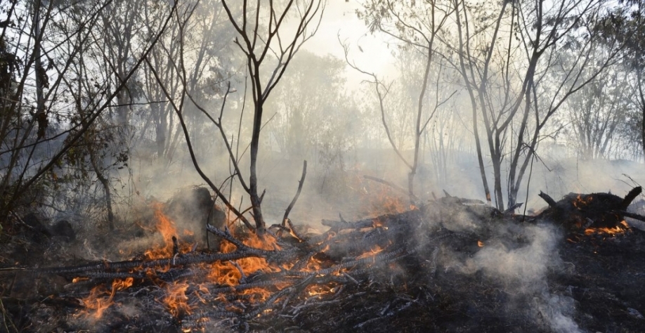Disponível gratuitamente na internet, a plataforma simula três vezes ao dia a propagação do fogo em todo o bioma. E já está sendo utilizada em nove Unidades de Conservação (foto: Valter Campanato/Agência Brasil)