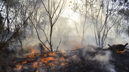 Novo sistema é capaz de prever incêndios no Cerrado em tempo praticamente real