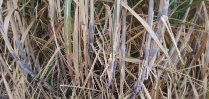 SP expande produtividade da cana-de-açúcar com tecnologia, pesquisa e clima favorável