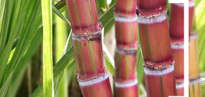 São Paulo atinge 2° maior estimativa de produção de açúcar da série histórica, informa Conab