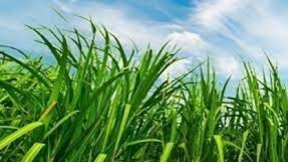 Uisa participa da 1ª edição do BioEnova