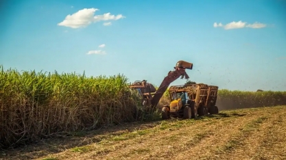 Menor oferta de açúcar da Índia reforça supremacia do Brasil no mercado mundial