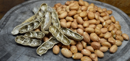 Embrapa apresenta cultivares no XX Encontro Nacional do Amendoim