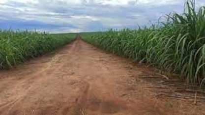 Jalles Machado registra lucro líquido 58,75% menor no 1º tri de 2023/24, de R$ 49,5 milhões