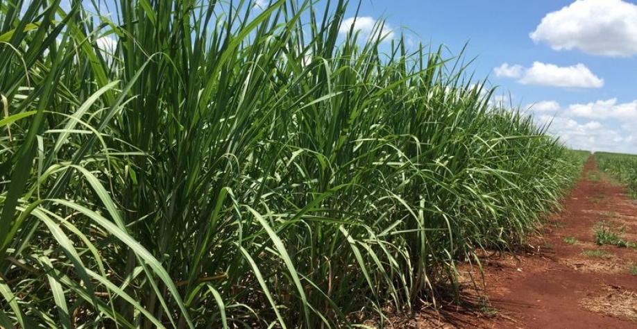  Reuters. Plantação de cana-de-açúcar em fazenda em Jacarezinho 01/01/2019 REUTERS/Marcelo Texeira
