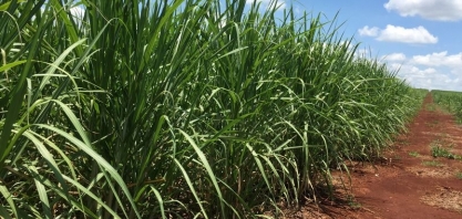 Mubadala aposta em etanol, não em açúcar, em novo investimento em cana no Brasil