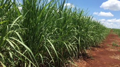 Mubadala aposta em etanol, não em açúcar, em novo investimento em cana no Brasil