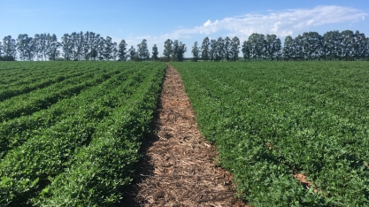 Pesquisas do IAC apontam oito razões para plantar amendoim direto na palha