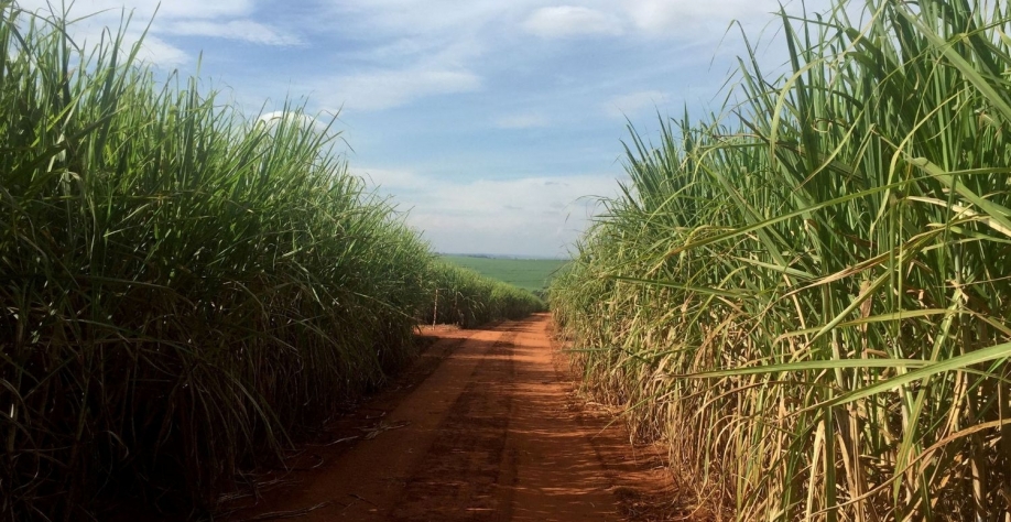 A produção de açúcar do centro-sul do Brasil deve aumentar para 38,7 milhões de toneladas. Marcelo Teixeira/Reuters