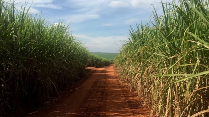 Perspectivas de produção global de açúcar enfraquecem em 23/24