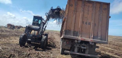 A ‘menor’ entressafra da história: AL começa moagem de cana com expectativa de alta de 0,1%