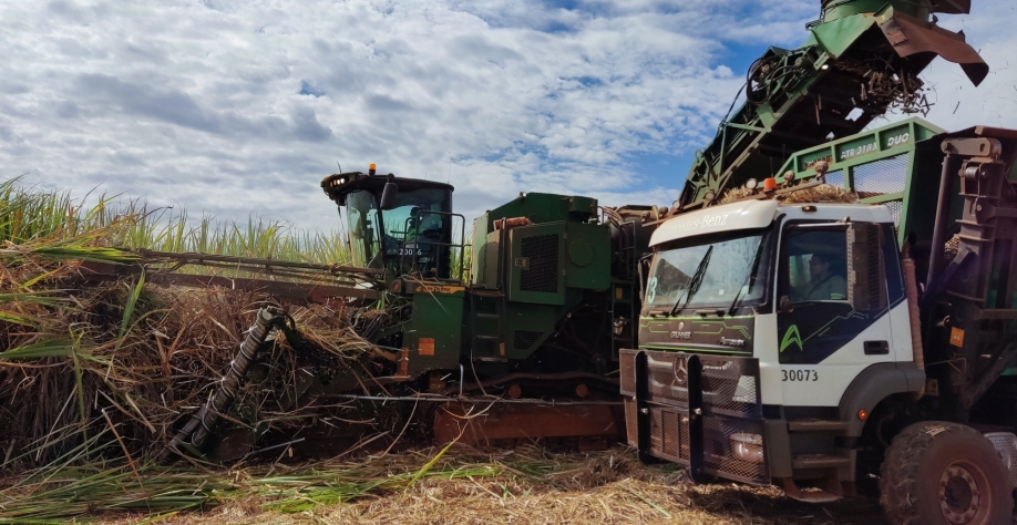 A CH950 cria um “canteiro” ou “pista de tráfego” no canavial, que resulta em uma redução de 60% da área compactada. Foto: Leonardo Ruiz