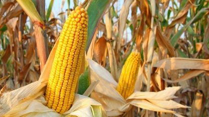 Manejo e produtividade no milho