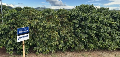 Guy Carvalho: Dicas essenciais para o sucesso na irrigação do café