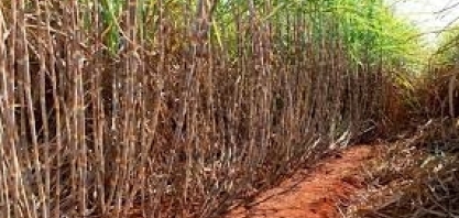Cana/CTC: produtividade no Centro-Sul cresce 24% em julho, mas qualidade é inferior