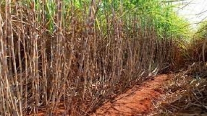Cana/CTC: produtividade no Centro-Sul cresce 24% em julho, mas qualidade é inferior
