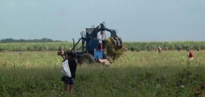 Barriga Cheia: começa a colheita do feijão plantados em terras cedidas por usinas