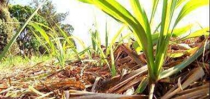 Produtores estão otimistas com colheita de cana-de-açúcar em SP 