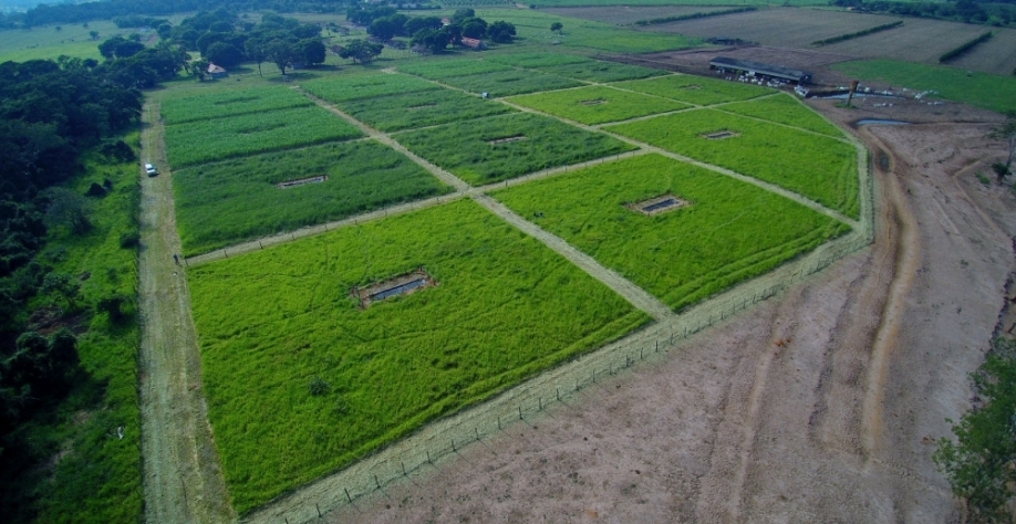 O experimento foi feito em uma área da fazenda experimental da Agência Paulista de Tecnologia dos Agronegócios (APTA), em Brotas, no interior de São Paulo. Os pesquisadores dividiram o local em 15 parcelas (plots) de 50 por 50 metros (foto: Edmar Mazzi)